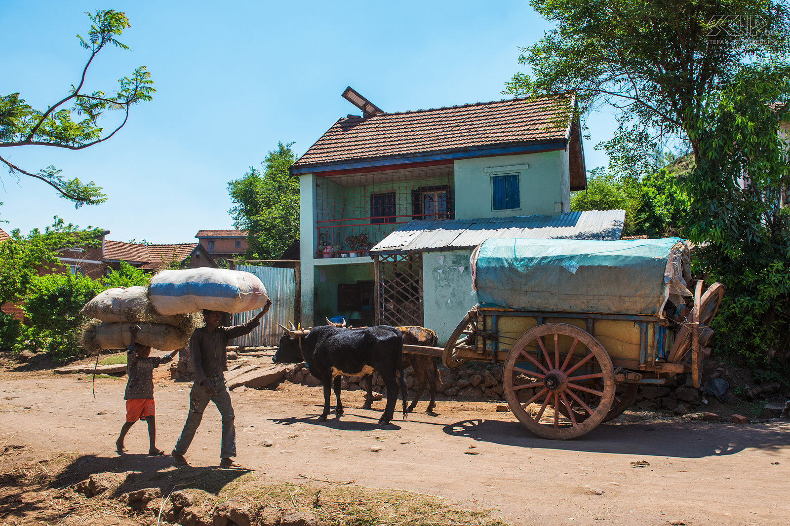 Befato - Zebukar Traditionele zebukar in de buurt van Befato een klein dorpje in de regio rond de stad Antsirabe. De zeboe is het vee dat overal voorkomt in Madagaskar. Ze zijn zeer goed aangepast aan hoge temperaturen en zeboe ossen zijn zeer sterk en worden gebruikt voor het ploegen en het trekken karren Stefan Cruysberghs